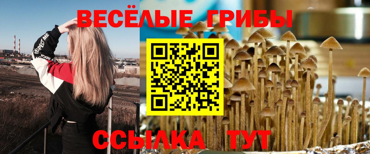 Псилоцибиновые грибы мицелий  где купить наркоту  Тайшет  Вход с VPN 